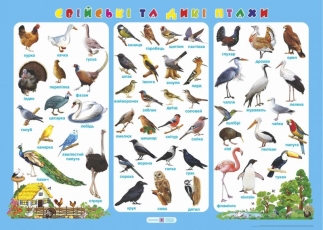 Плакат «Свійські та дикі птахи» | Видавництво «Підручники і посібники»